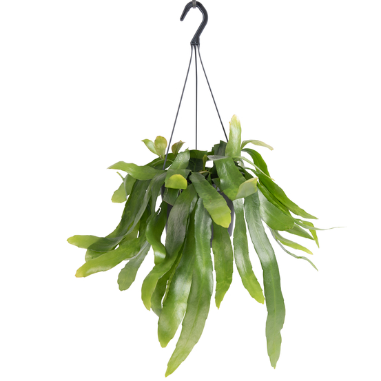 Epiphyllum Pumilum suspension - pot D17cm