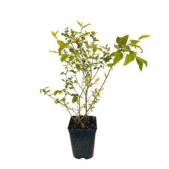 Myrtillier 'Brigitta Blue' bio : pot de 3 litres