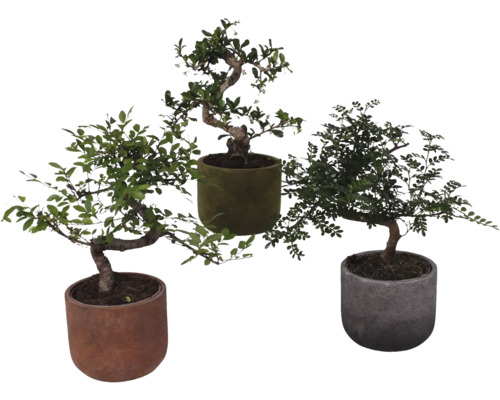Bonsai Mix S-Shape FloraSelf Ø 15 cm incl. keramische plantenbak Liam