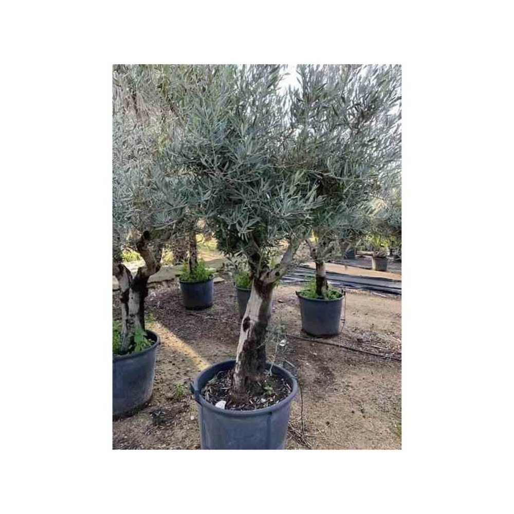 Olea europaea (oliviers) gros sujets blanc - taille périmètre de tronc 20/30cm - 150/200cm