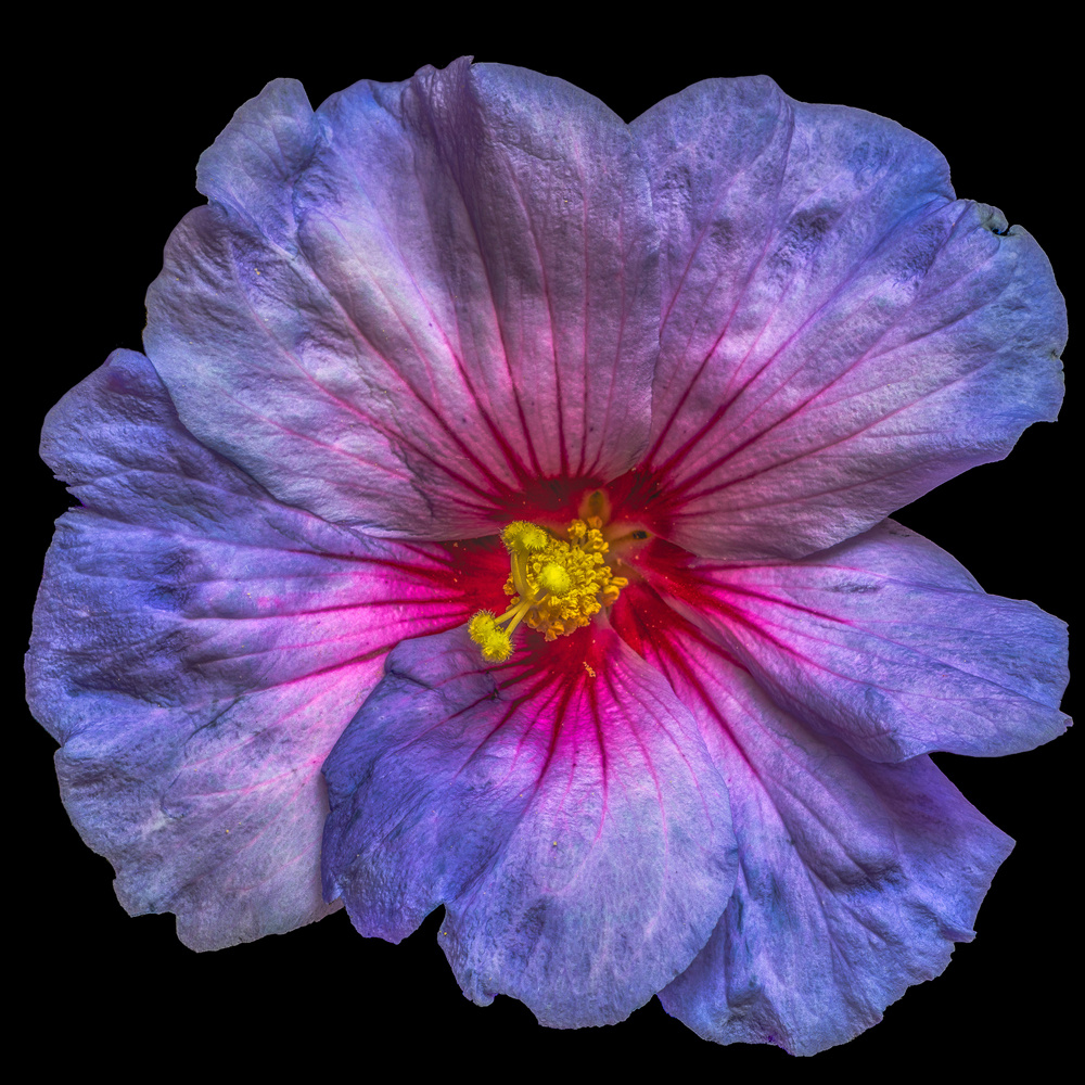 Akustikbild HIBISKUSBLÜTE 80x80cm, 5kg