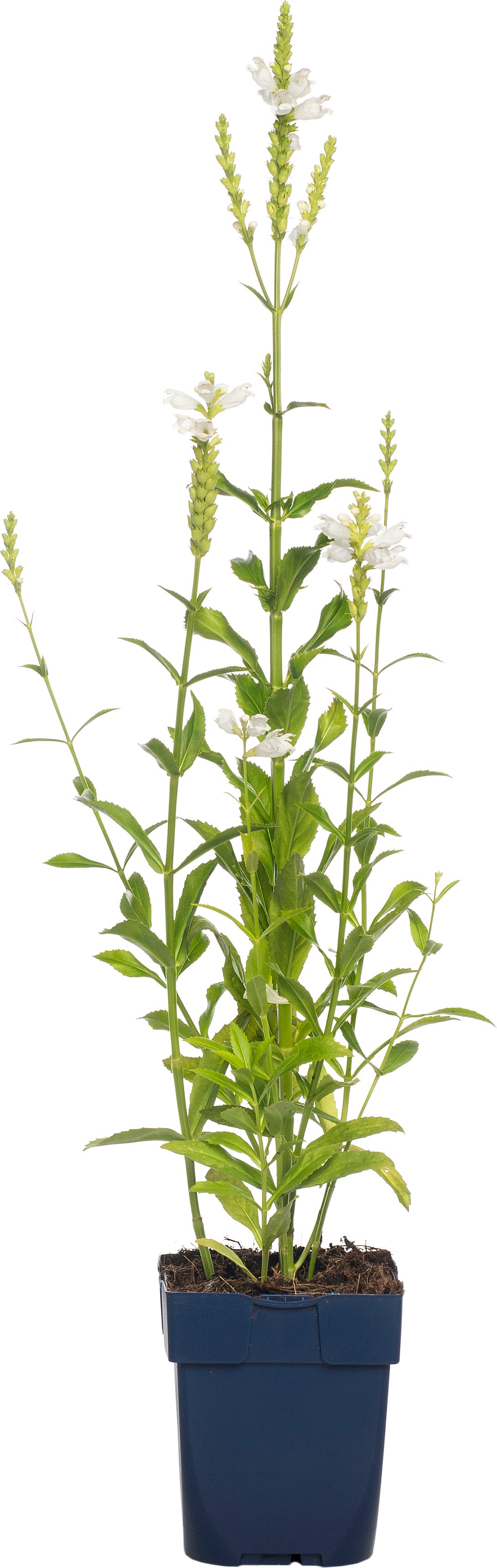 Scharnierplant (Physostegia virginiana 'Summer Snow') D 11 H 80 cm