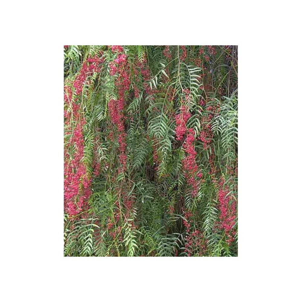 Schinus molle (faux poivrier, poivre rose) blanc - taille pot de 3 litres ? 60/80 cm