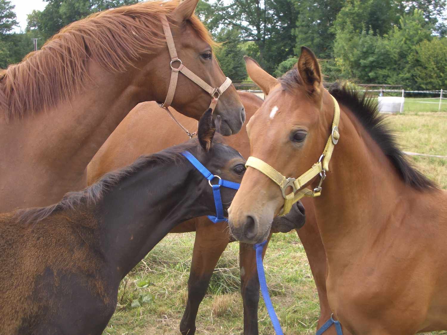 Harry`s Horse Sehnenschoner