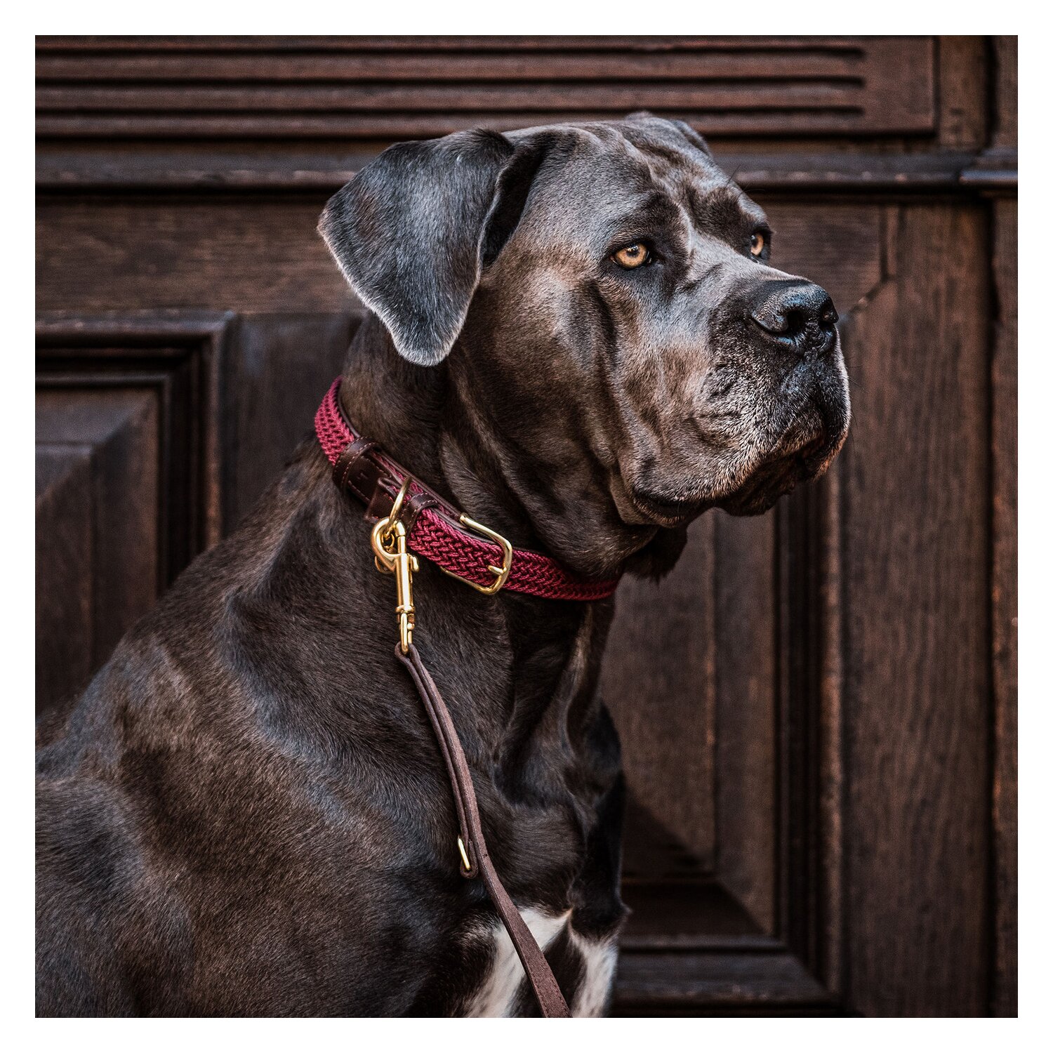 KENTUCKY DOGWEAR Hundehalsband Plaited Nylon  - bordeaux