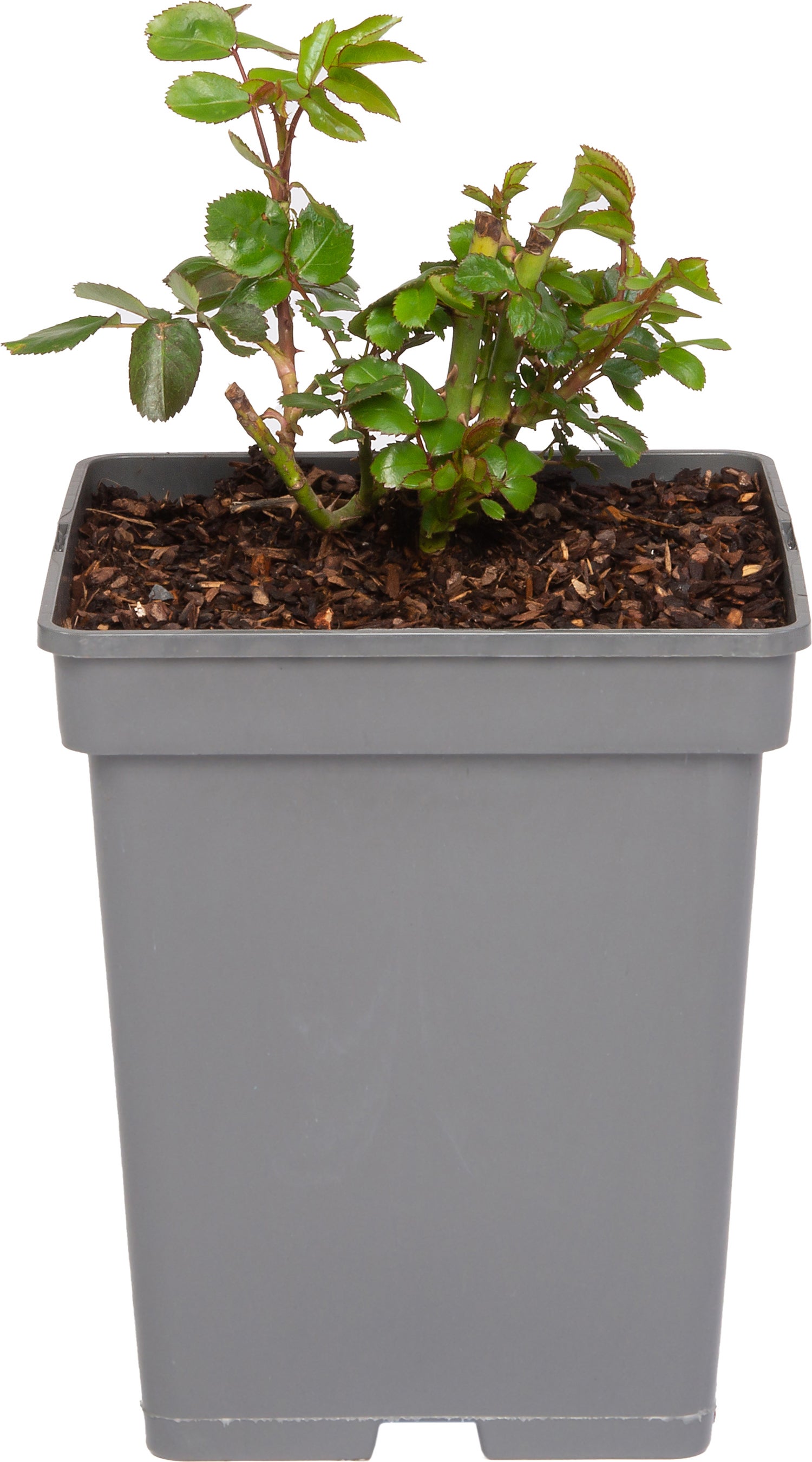 Grootbloemige Trosroos (Rosa 'Leonardo Da Vinci') D 23 H 25 cm