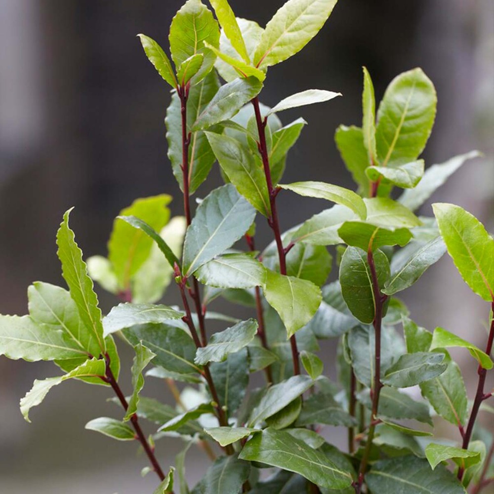 Laurus nobilis - laurier de cuisine - arbuste - persistant – ⌀15 cm - ↕30-45 cm