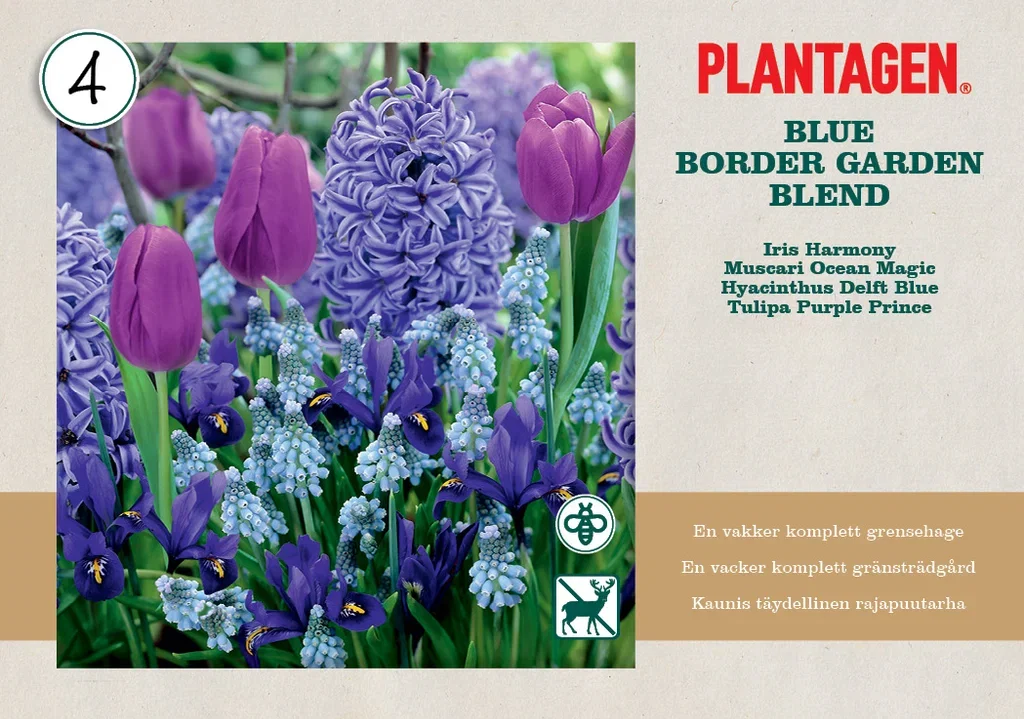 Plantagen Blomsterløk miks 'Blue Blend'