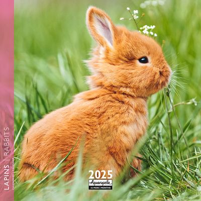 Calendrier mensuel 16x16 cm - 16 mois - Lapins