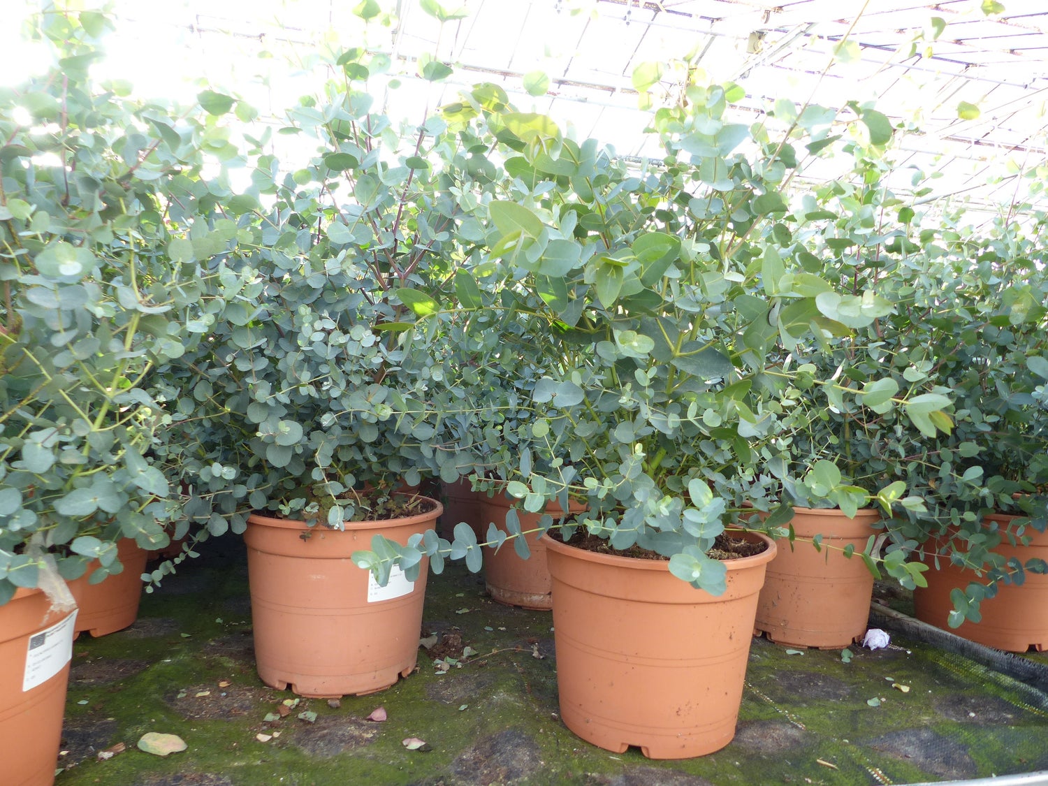 XXL Eucalyptus Gunni Gunnii Bush Eucalyptusboom 80 - 100 cm, Winterharde plant