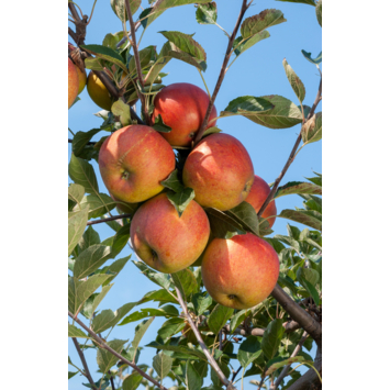 Appelboom Cox hoogte 155-180 cm