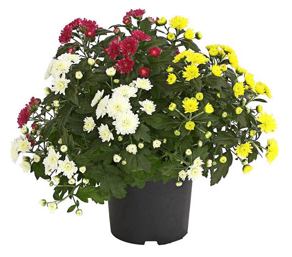 Herbst Chrysanthemen-Trio