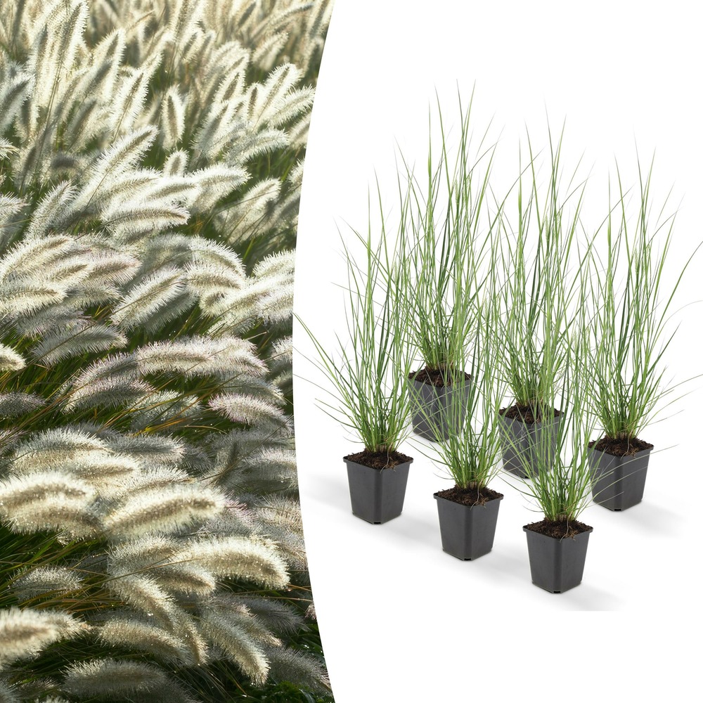 Pennisetum alopecuroides 'hameln'