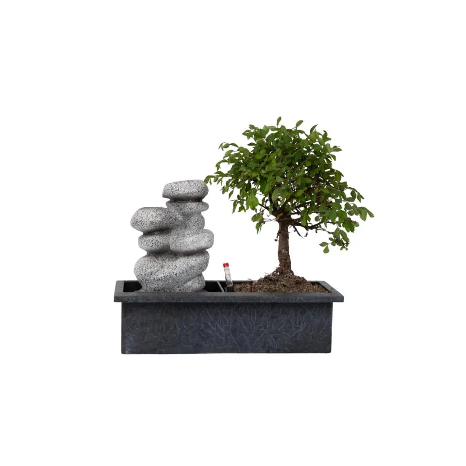 Bonsai met waterval - Bonsai - Hoogte 25-35cm - ⌀29cm