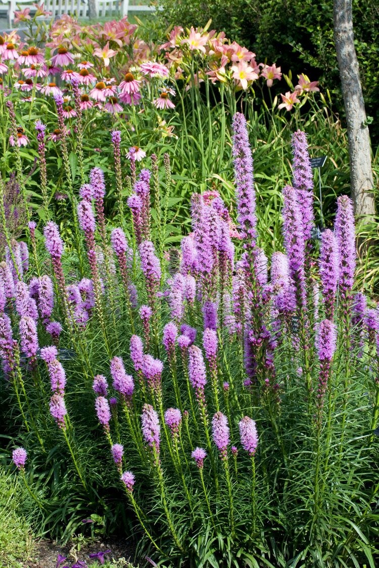 Lampenpoetser (Liatris spicata 'Kobold') D 23 H 50 cm