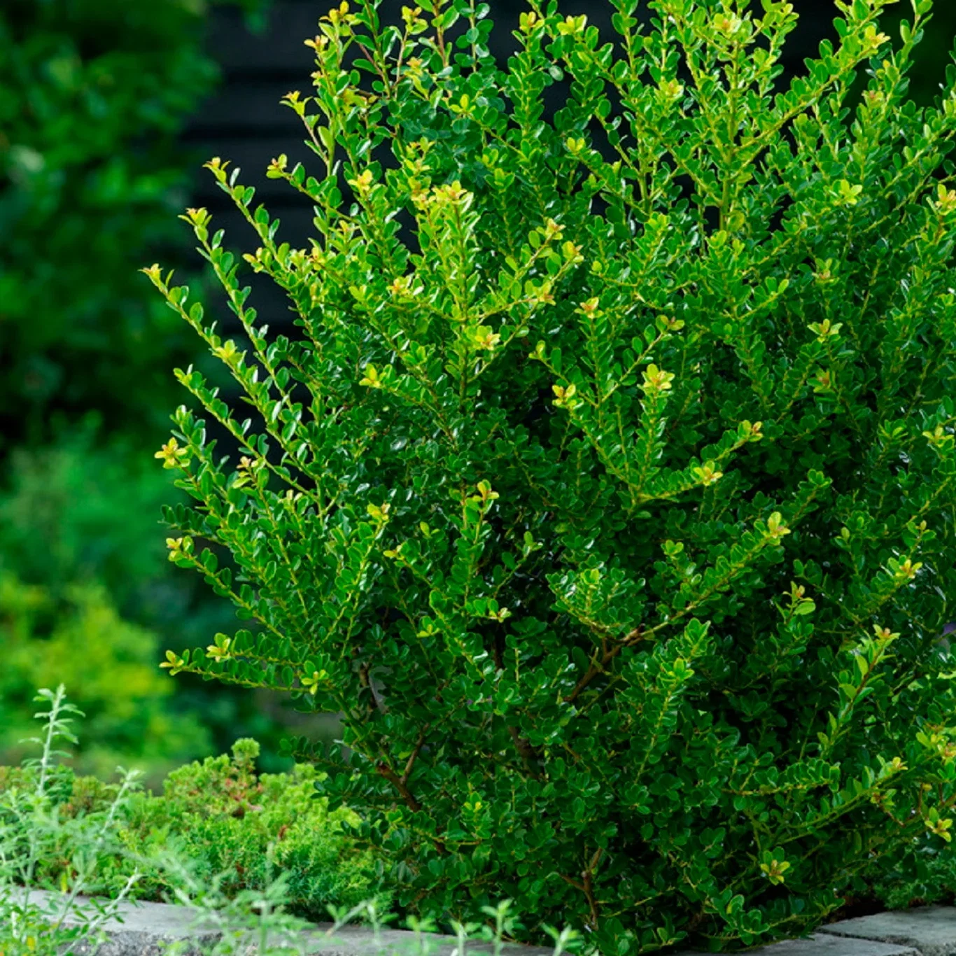 Ilex crenata 'Jenny' Japansk kristtorn 'Jenny' Høyde 20 cm