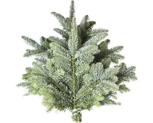 Dennengroen, edelspar, snijgroen, handgebonden bos ca. 1 kg