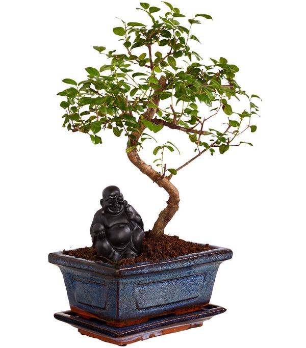 Bonsai mit Buddha, verschiedene Sorten