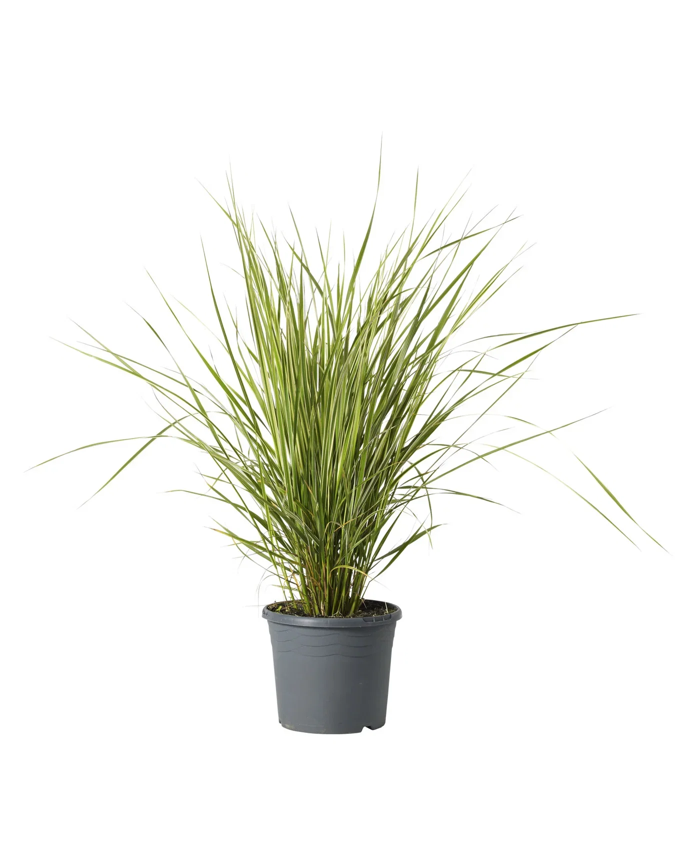 Pennisetum x advena 'Rubrum' Rødt fjærbørstegress Ø17 cm