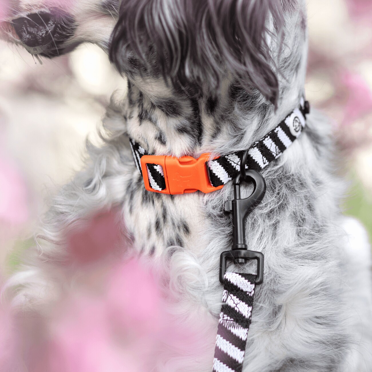 Barkalot Hundehalsband-Auslaufset schwarz/ weiß S