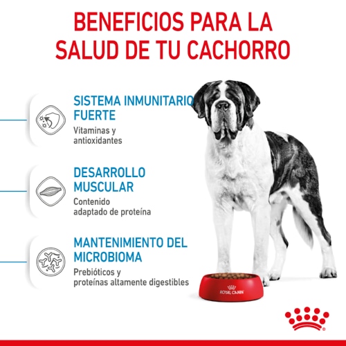 Ração Royal Canin Junior Giant para cães