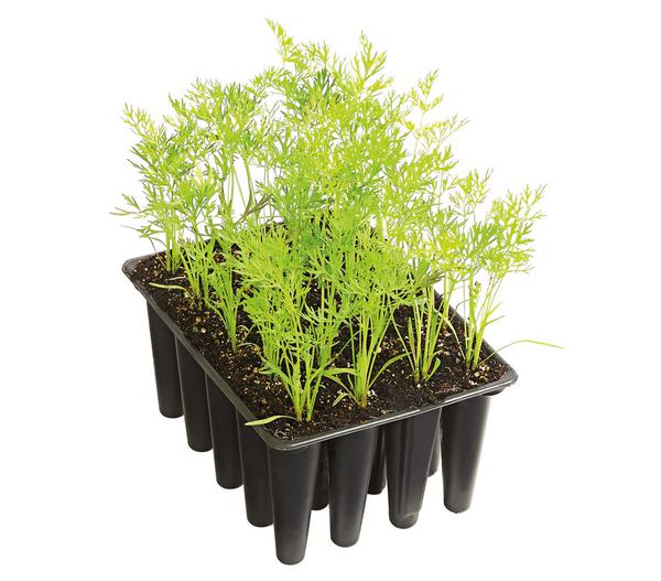 Dehner Gourmet Garten Lange Möhre, 20er