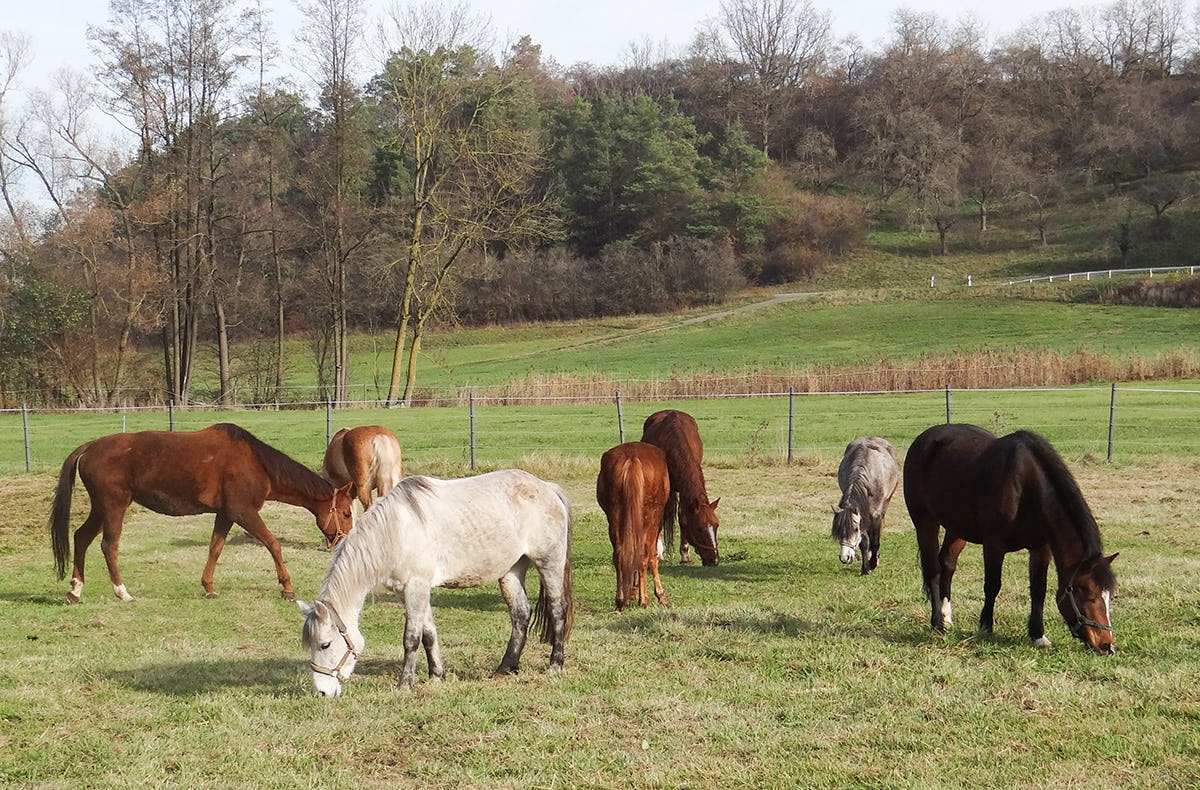 Reiten Schnupperkurs Diebach