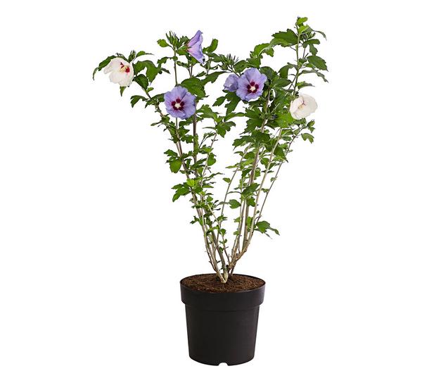 Hibiskus-Duo - Garten-Eibisch, verschiedene