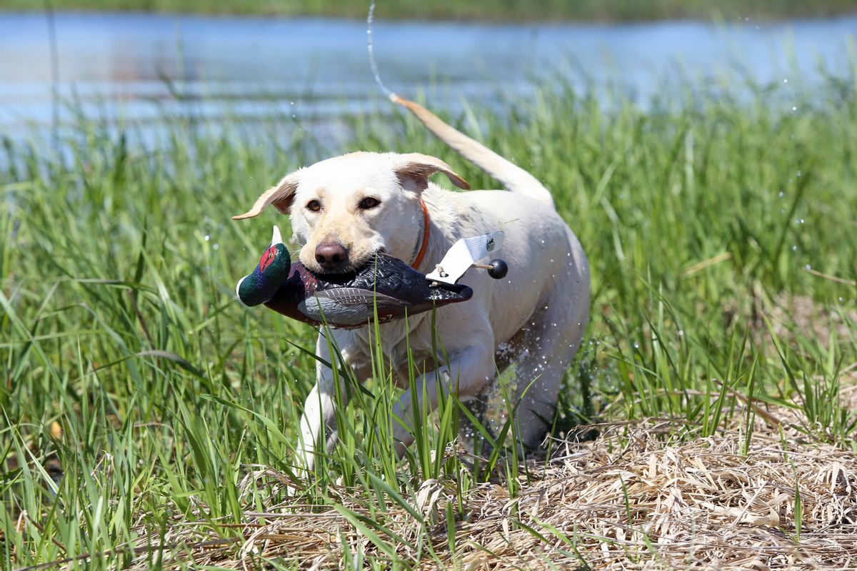 Kjøp ASD Dog Training Tool EZ-Bird Pheasant fra Hekta På Tur