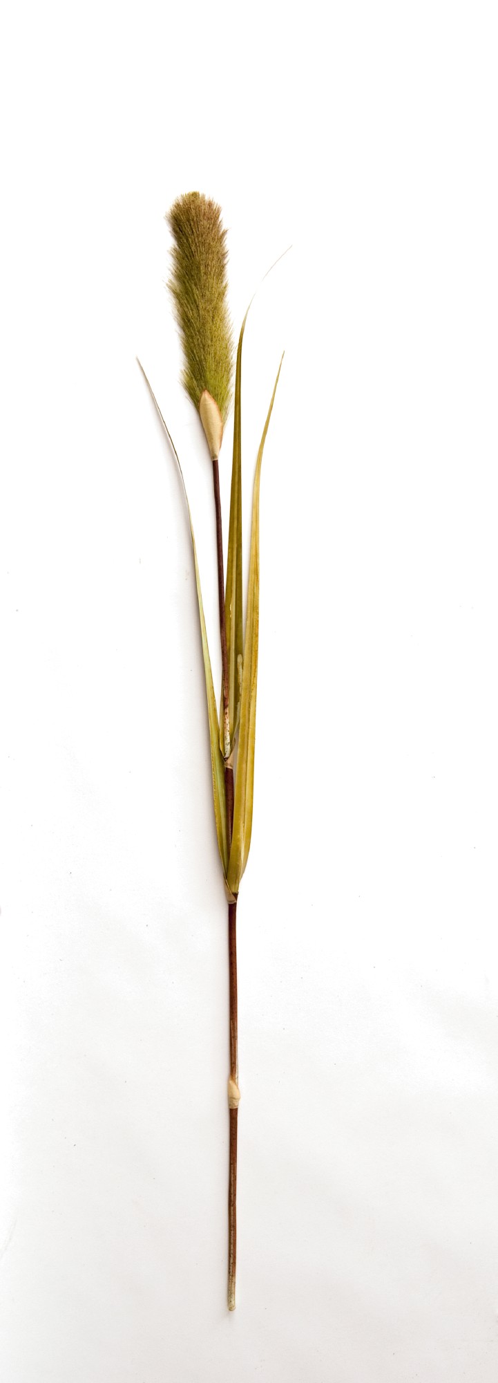 Schilfgras mit Blüte, grün, H ca. 180 cm von fischer's lagerhaus