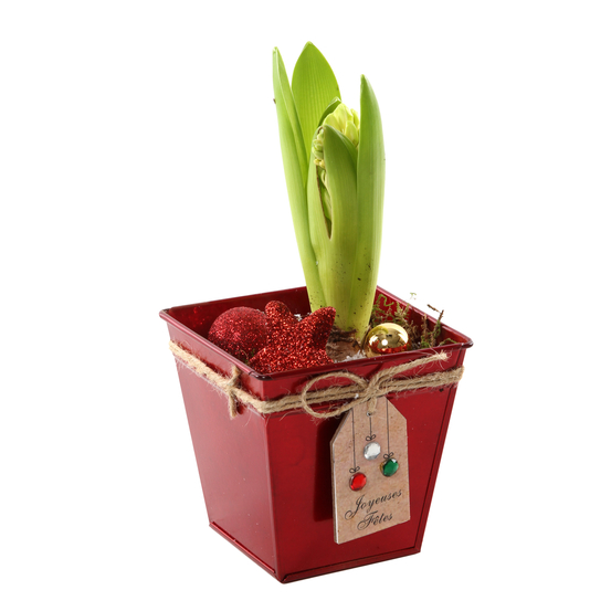 Jacinthe x1 avec pot décoration Noël D9 cm