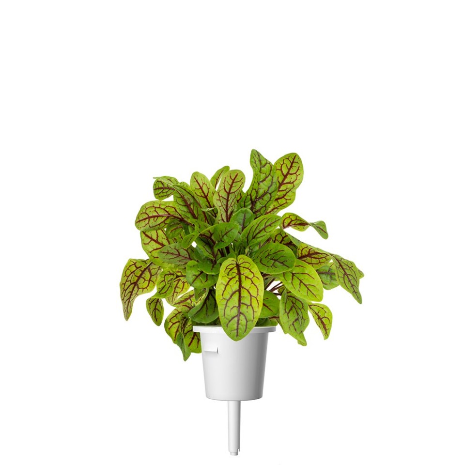 Click and Grow -Smart Garden Refill 3-pak - Blodig sorrel