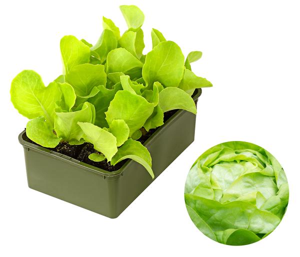Bio Kopfsalat, lausresistent, 6er Schale