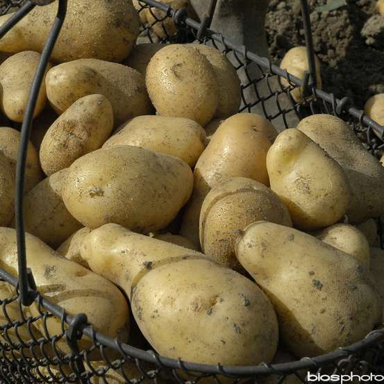 Plants de pommes de terre 'La délicatesse' en sac - 1,5 kg