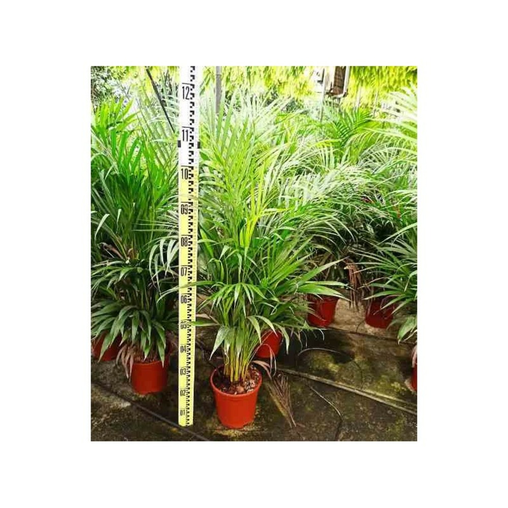 Dypsis lutescens (palmier multipliant) specimen taille pot de 25l -200cm