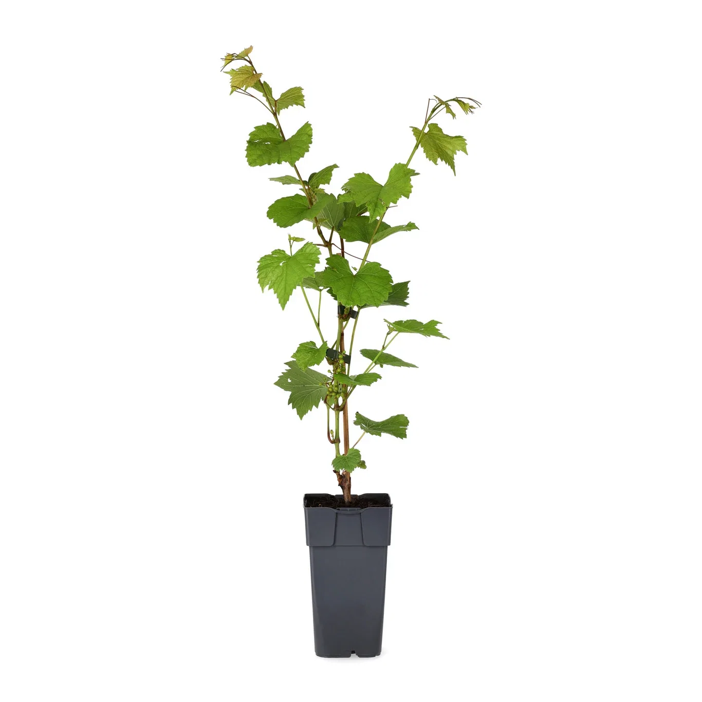 Vitis (Labrusca-Group) 'Zilga' Vinranke 'Zilga' Ø17 cm