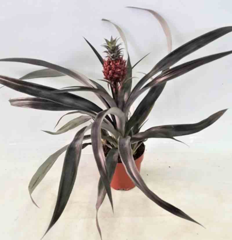 Ananas comosus avec fruit taille pot de 1 litre ? 20/30 cm