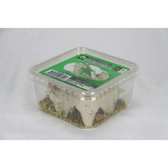 Grillons domestiques reptiles, taille L, 30/35 pièces