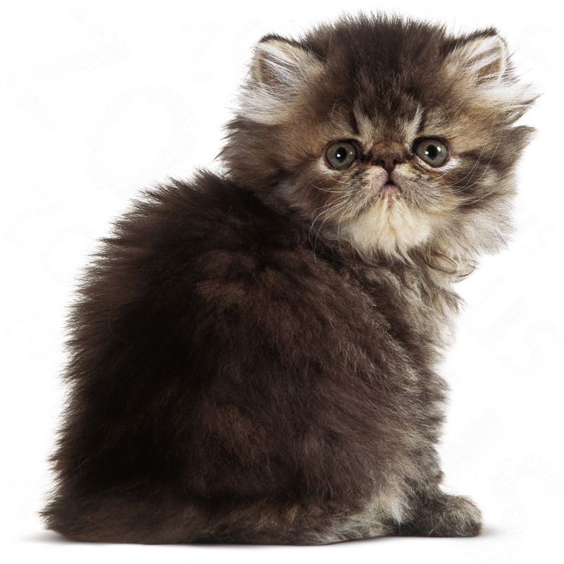 Royal Canin Persan Kitten pour chaton à prix discount sur bitiba.fr