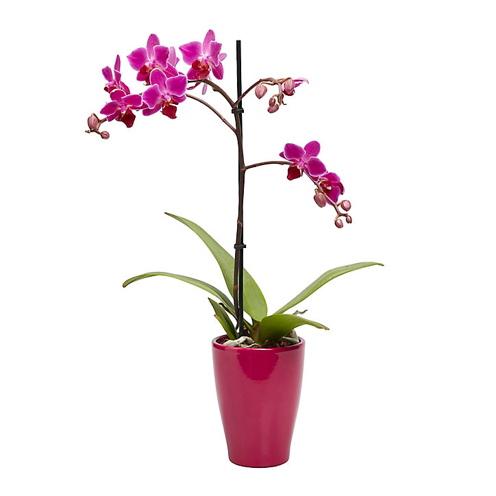 Orchidée 1 tige avec pot en céramique 9cm, Assortiment