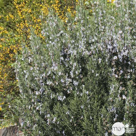Plant de romarin : pot de 3 litres