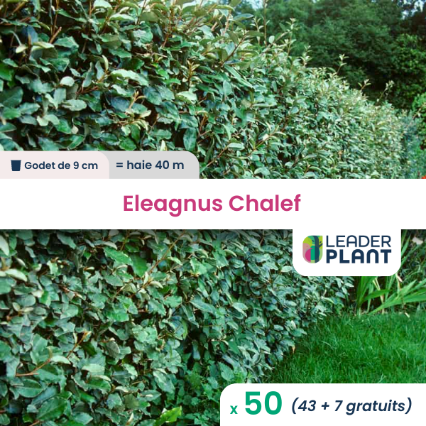 50 x eleagnus ebbingei, chalef en godet
