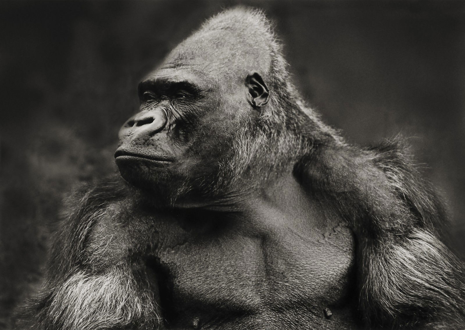 Gorilla by Horst Klemm - Limited Edition. Edition of: 100. Signed.
