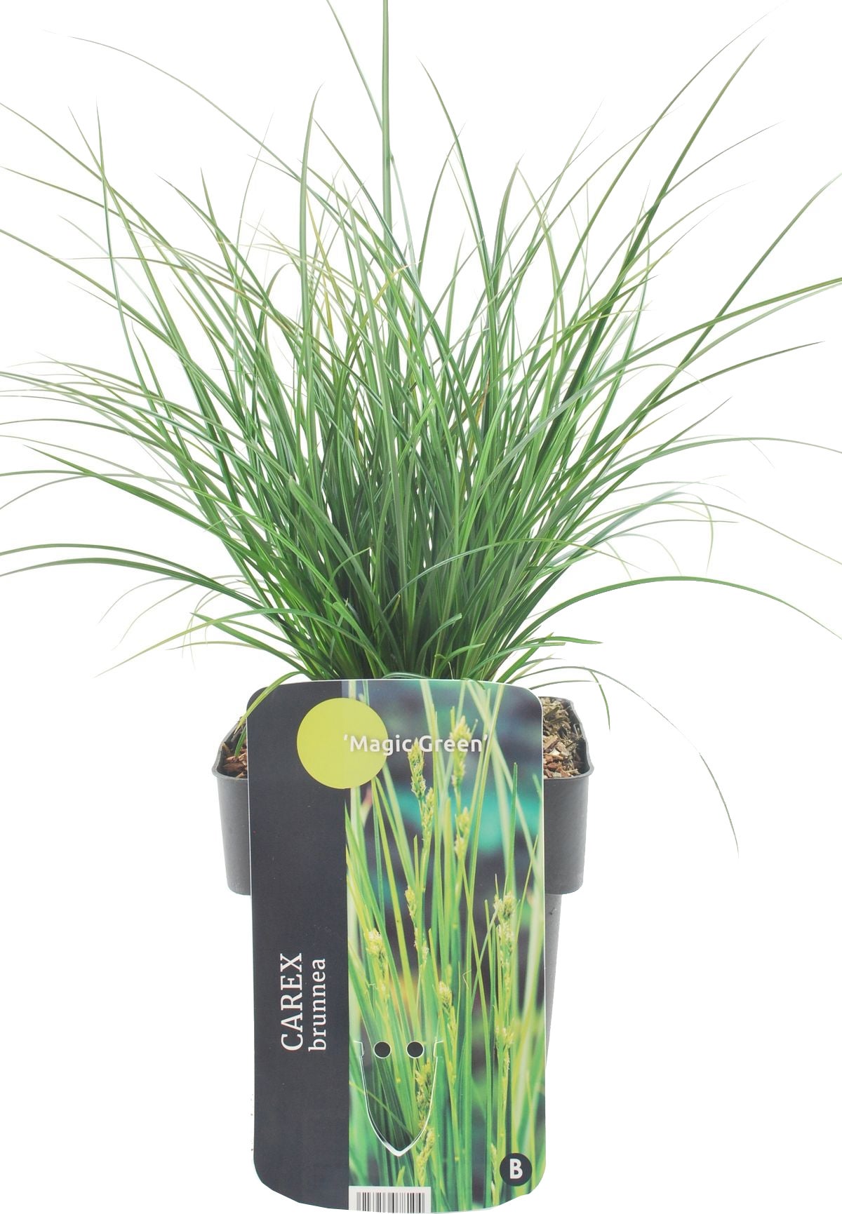 Zegge (Carex brunnea 'Magic Green') D 17 H 40 cm