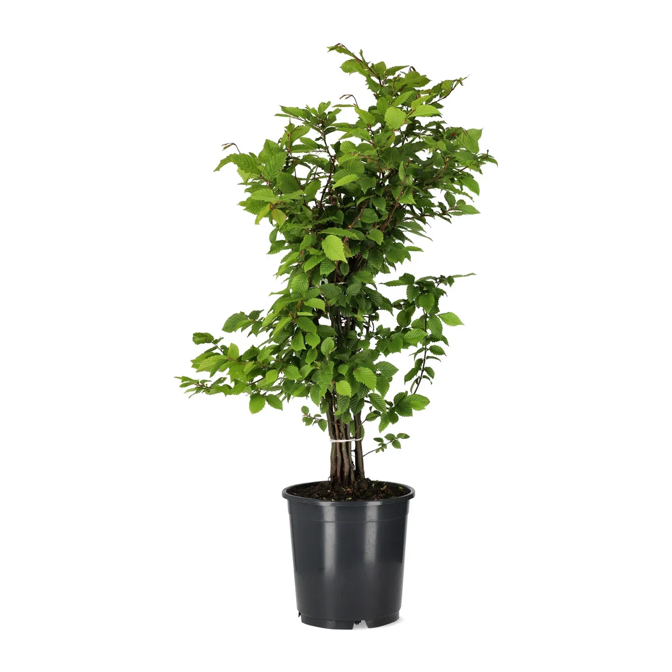 Carpinus betulus Agnbøk 10-pk barrot Ø22 cm