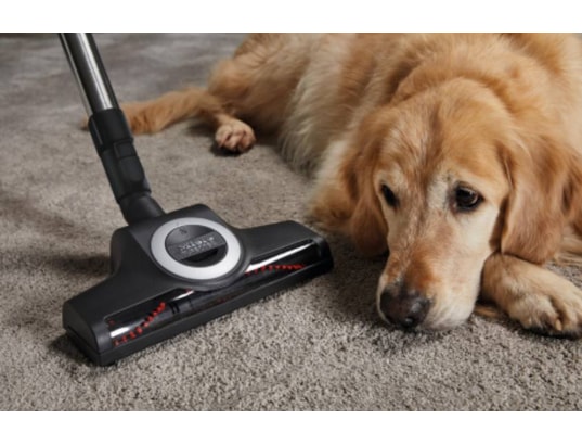 MIELE - Aspirateur traîneau Boost CX1 Cat & Dog Noir obsidien gold 890W