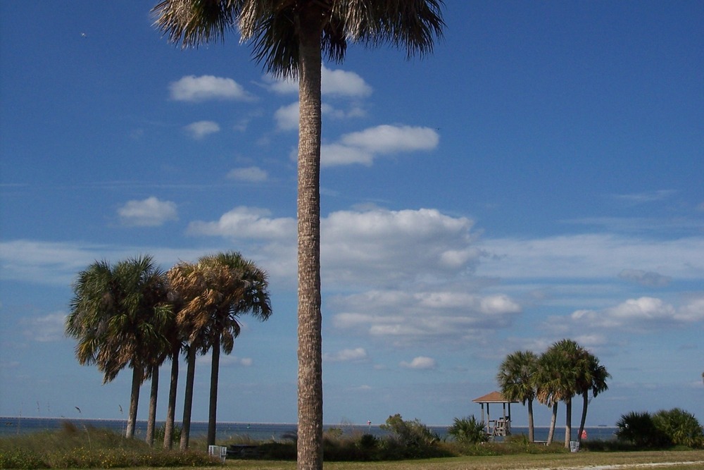Jardin dans le sac - chou palmiste - 8 graines - sabal palmetto