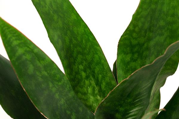 Bogenhanf - Sansevieria trifasciata 'Jade',