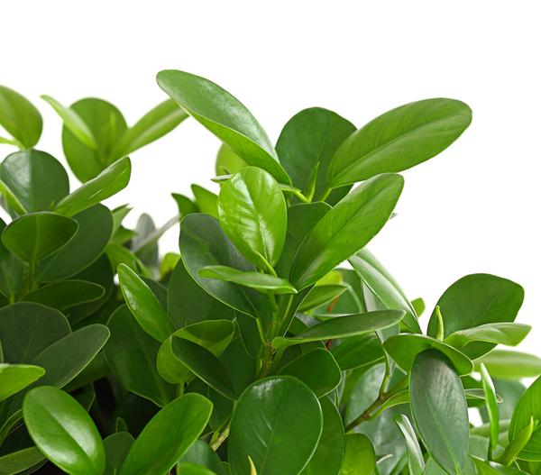 Lorbeer-Feige - Ficus microcarpa 'Moclame',