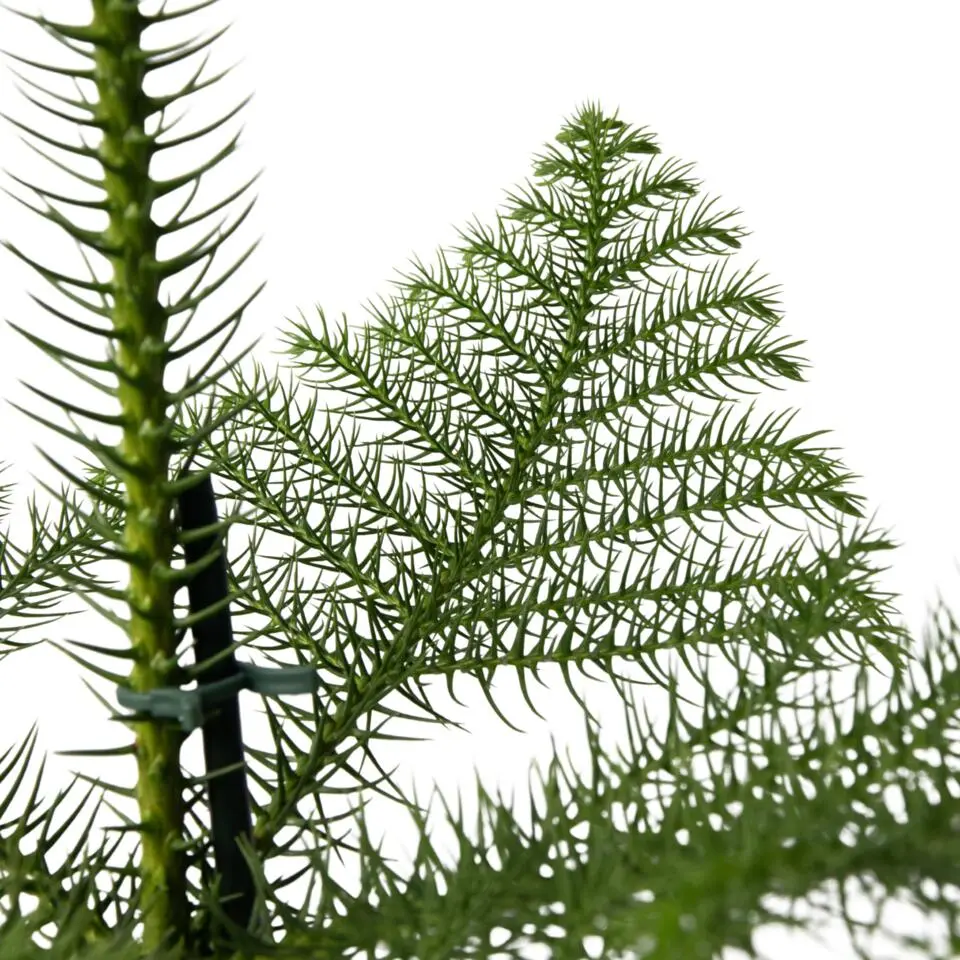 Kamerden - Araucaria heterophylla - Hoogte 50-60cm - ⌀17cm